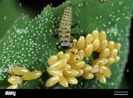Attēlu rezultāti vaicājumam “Coccinella septempunctata larva”
