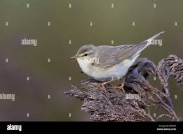 Attēlu rezultāti vaicājumam “Phylloscopus trochilus”