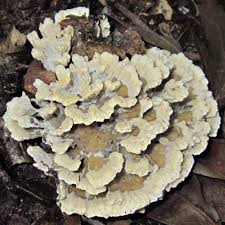 Attēlu rezultāti vaicājumam “Phleogena faginea young”