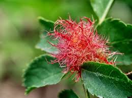 Attēlu rezultāti vaicājumam “Diplolepis bicolor”