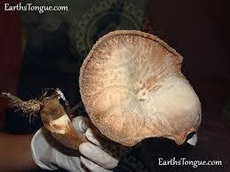 Attēlu rezultāti vaicājumam “Polyporus tuberaster”