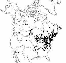 Attēlu rezultāti vaicājumam “Schistidium dupretii sporophyte”