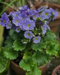Image result for Primula obconica