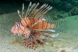 Image result for Pterois volitans