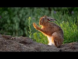 Attēlu rezultāti vaicājumam “Lepus europaeus”