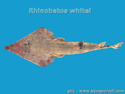 Image result for Acroteriobatus blochii