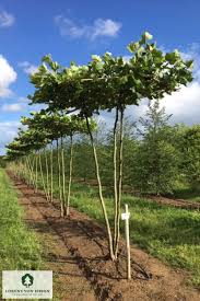 Attēlu rezultāti vaicājumam “Platanus x hispanica (syn. Platanus x acerifolia)”