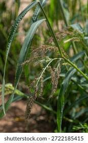 Attēlu rezultāti vaicājumam “Echinochloa crus-galli fruit”