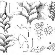 Attēlu rezultāti vaicājumam “Scapania lingulata”