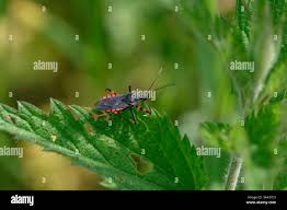 Attēlu rezultāti vaicājumam “Rhynocoris annulatus”