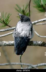 Attēlu rezultāti vaicājumam “Corvus cornix juvenile”