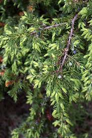 Attēlu rezultāti vaicājumam “Juniperus communis”
