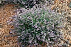 Attēlu rezultāti vaicājumam “Nepeta x faassenii leaf”