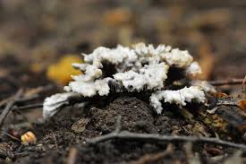 Attēlu rezultāti vaicājumam “Sebacina incrustans”