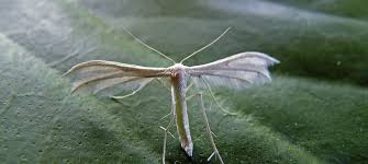 Attēlu rezultāti vaicājumam “Pterophorus pentadactyla”