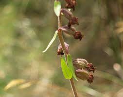 Attēlu rezultāti vaicājumam “Epipactis atrorubens fruit”
