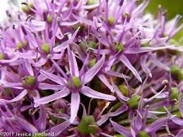 Attēlu rezultāti vaicājumam “Allium holandicum”