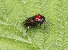 Attēlu rezultāti vaicājumam “Eriocampa ovata”