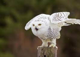 Image result for Bubo scandiacus