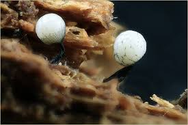 Attēlu rezultāti vaicājumam “Cribraria rufa”