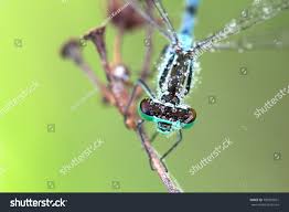 Attēlu rezultāti vaicājumam “Coenagrion hastulatum”