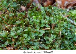 Attēlu rezultāti vaicājumam “Rhizomnium punctatum”