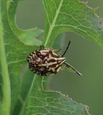 Attēlu rezultāti vaicājumam “Carpocoris sp. nymph”