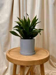 Attēlu rezultāti vaicājumam “Conardia compacta”