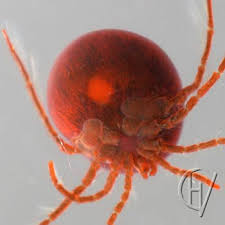 Attēlu rezultāti vaicājumam “Hydrachna”