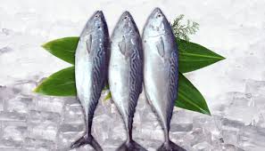 Image result for Euthynnus affinis