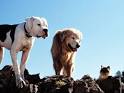 who remembers..., Homeward Bound: The Incredible Journey 1993