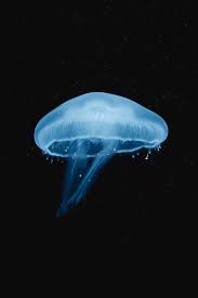 Attēlu rezultāti vaicājumam “Aurelia aurita”