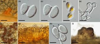 Attēlu rezultāti vaicājumam “Melampsora epitea”