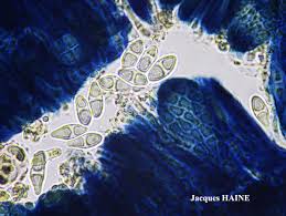 Attēlu rezultāti vaicājumam “Biatora sphaeroides”