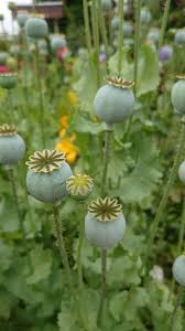 Attēlu rezultāti vaicājumam “Papaver argemone fruit”