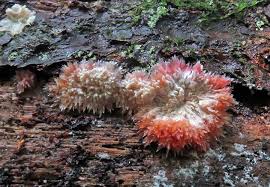 Attēlu rezultāti vaicājumam “Phlebia centrifuga”