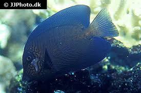 Image result for Ctenochaetus hawaiiensis