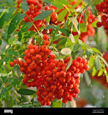 Attēlu rezultāti vaicājumam “Sorbus aucuparia fruit”