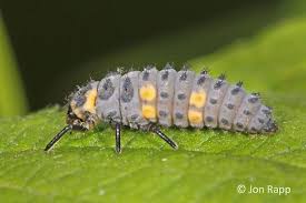 Attēlu rezultāti vaicājumam “Coccinella septempunctata larva”