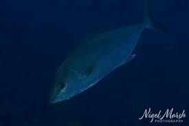 Image result for Seriola dumerili