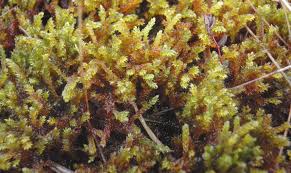 Attēlu rezultāti vaicājumam “Breidleria pratensis”