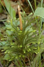 Attēlu rezultāti vaicājumam “Lycopodiaceae”