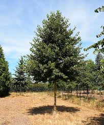 Attēlu rezultāti vaicājumam “Corylus colurna”