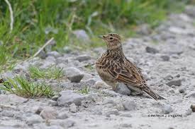 Attēlu rezultāti vaicājumam “Alauda arvensis adult”