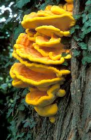 Attēlu rezultāti vaicājumam “Polypores”