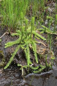 Attēlu rezultāti vaicājumam “Lycopodiella inundata”