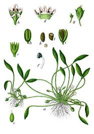 Attēlu rezultāti vaicājumam “Limosella aquatica leaf”