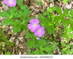 Attēlu rezultāti vaicājumam “Lycogala maculatum young”