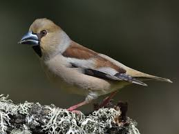 Attēlu rezultāti vaicājumam “Coccothraustes coccothraustes”