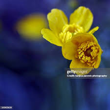 Attēlu rezultāti vaicājumam “Ranunculus repens flower”